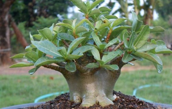 Fint utvecklad bonsai av Arabicum