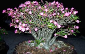 Socotranum Golden Crown