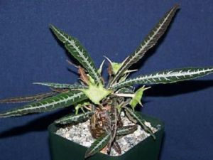Dorstenia lanzifolia