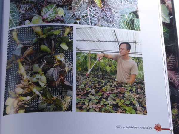 Ur boken om Euphorbia francoisii